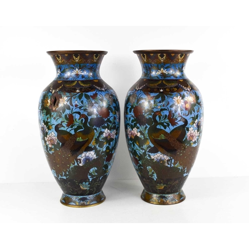 7 - A pair of Meiji period Japanese cloisonne polychrome vases with blue ground, depicting peacocks and ... 