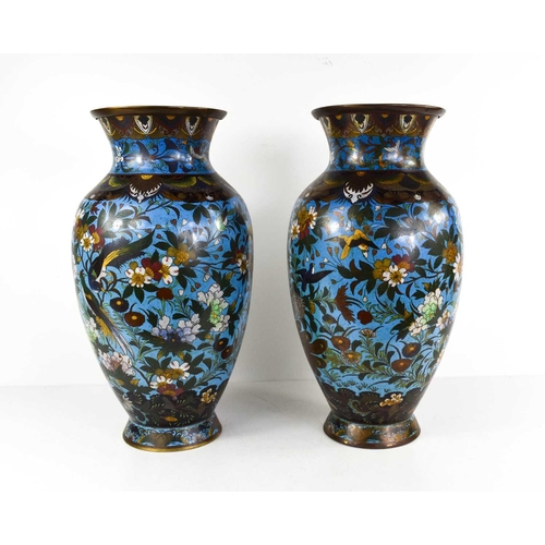 7 - A pair of Meiji period Japanese cloisonne polychrome vases with blue ground, depicting peacocks and ... 