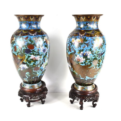 7 - A pair of Meiji period Japanese cloisonne polychrome vases with blue ground, depicting peacocks and ... 