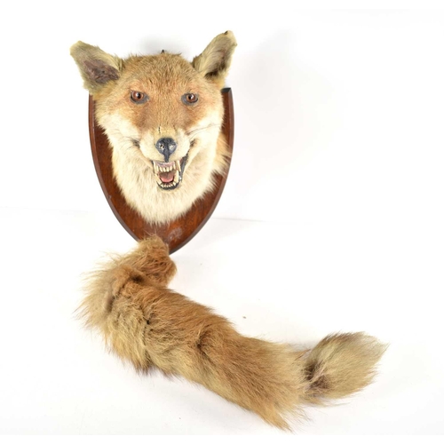 387 - A taxidermy fox head and tail, mounted on an oak shield.