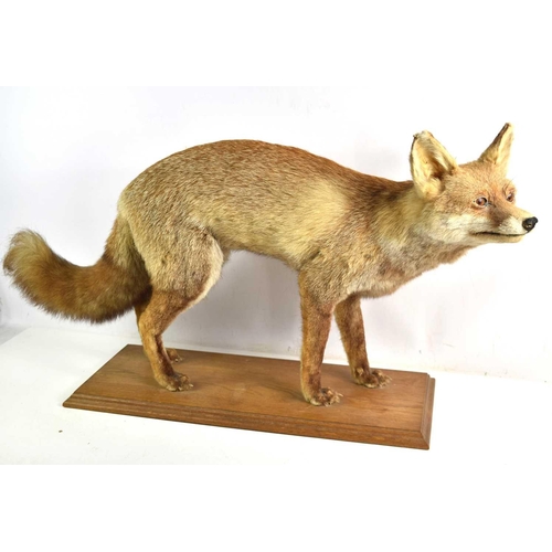 388 - A Taxidermy of a fox on an oak plinth, 83cm wide by 47cm high.