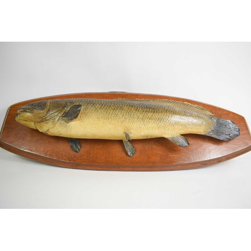 368 - A taxidermy of a Bowfin fish mounted on an oak plaque, 72cm.