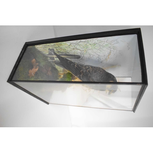 369 - A Taxidermy of a Hobby falcon, mounted on a naturalistic setting inside a glass fronted case, 46cm h... 