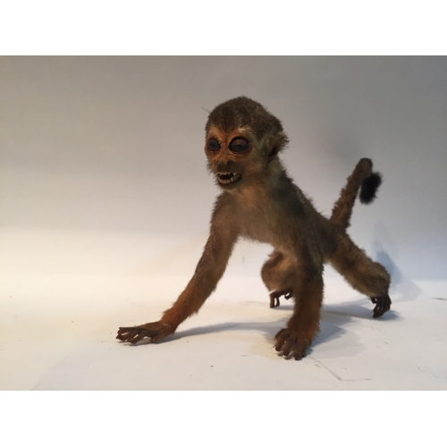 201 - Taxidermy monkey