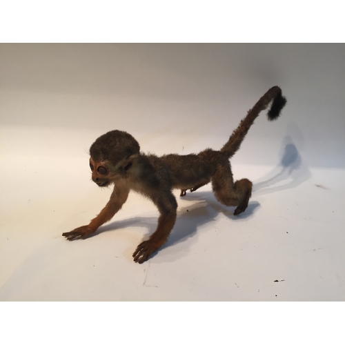 201 - Taxidermy monkey