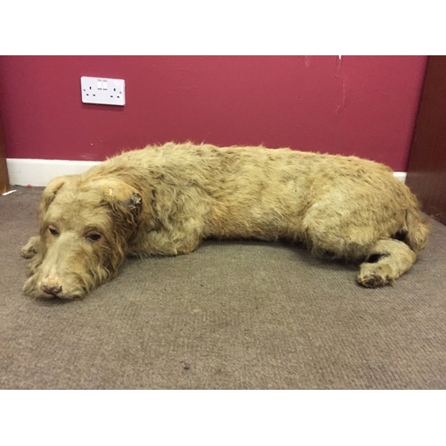 200 - Good Example Of A Full Size Taxidermy dog (one ear needs attention)