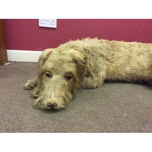 200 - Good Example Of A Full Size Taxidermy dog (one ear needs attention)