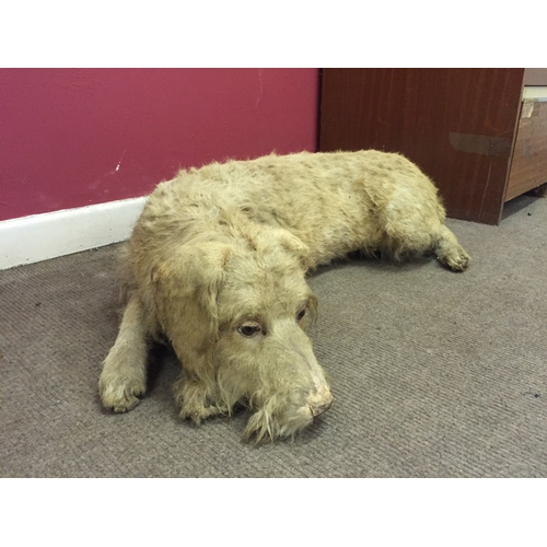 200 - Good Example Of A Full Size Taxidermy dog (one ear needs attention)