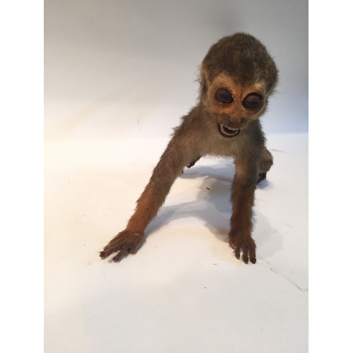 201 - Taxidermy monkey