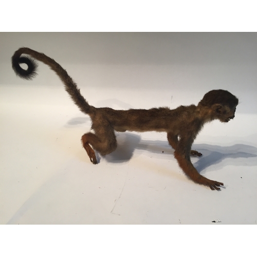 201 - Taxidermy monkey