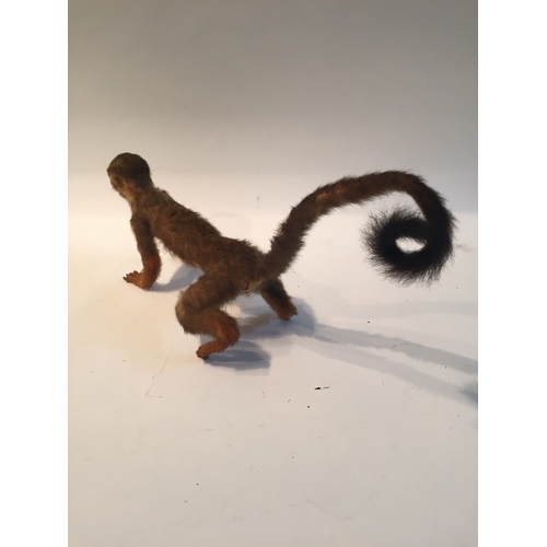 201 - Taxidermy monkey