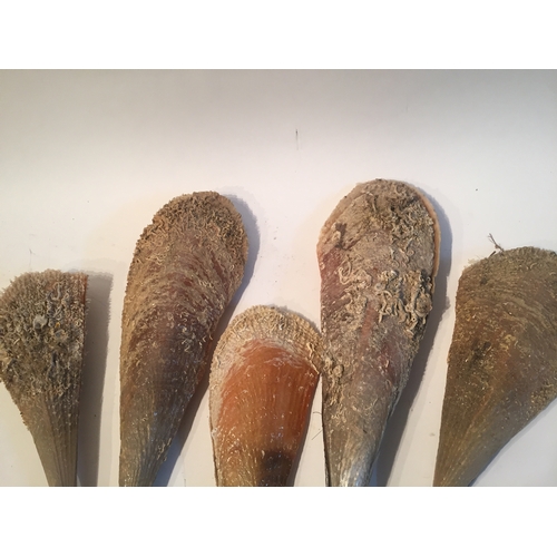 204 - 5 Large razor shells