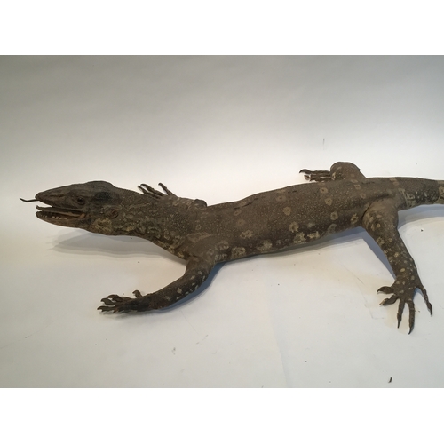 206 - Taxidermy Lizard  measures 117cms long