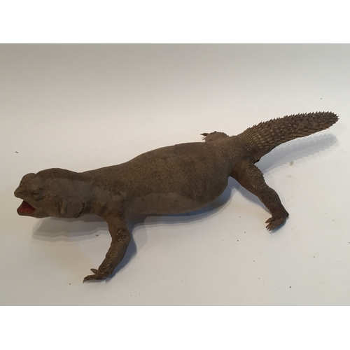 207 - A Taxidermy Uromastyx measures 45cm long