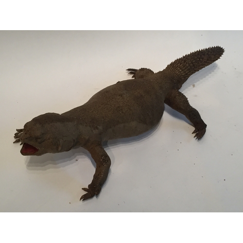 207 - A Taxidermy Uromastyx measures 45cm long