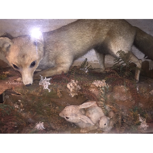 202 - Cased Taxidermy Of A Fox Stalking  Rabbits