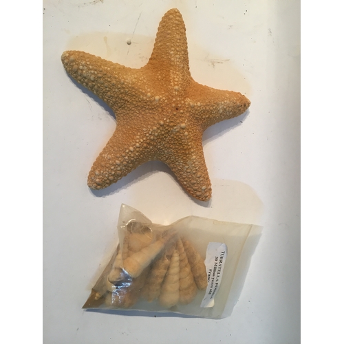 413 - A Starfish Along With A Bag Of Turratella Fossils