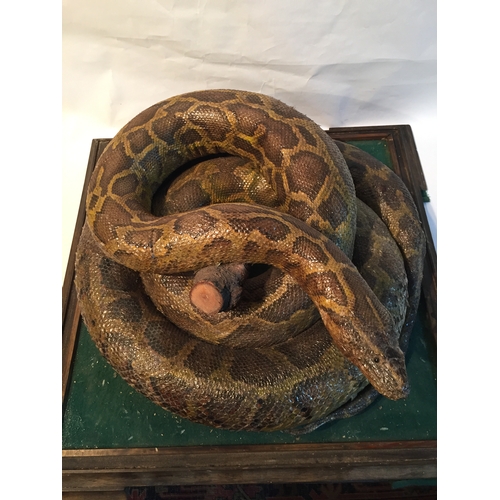 223 - Great Example Of A Large  Taxidermy Python Snake In A Curled Up Positon