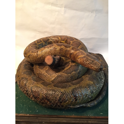 223 - Great Example Of A Large  Taxidermy Python Snake In A Curled Up Positon