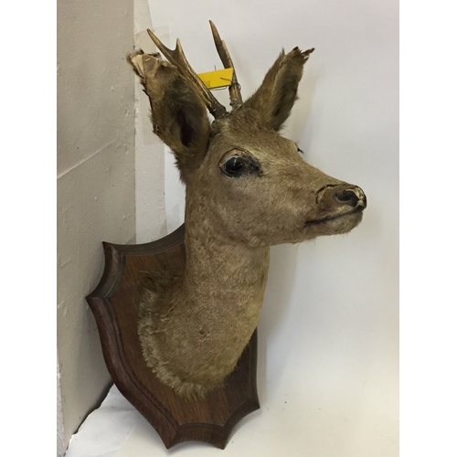 224 - Taxidermy Mounted Deer Head