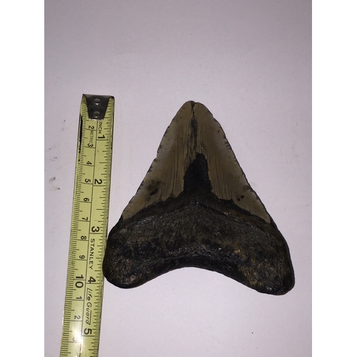 153 - Very Good Example Of A Megalodon Tooth