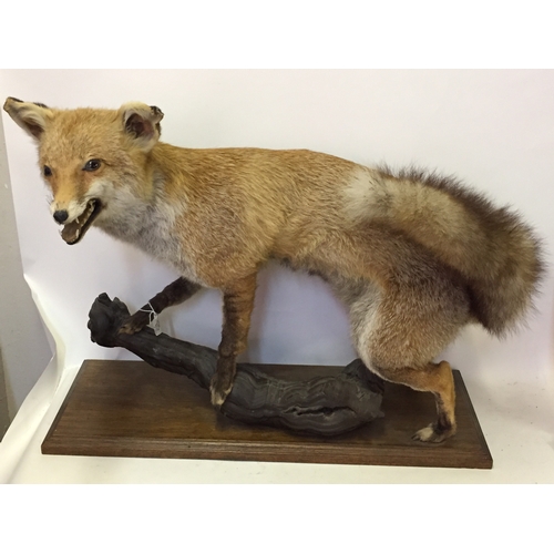 500 - Good Quality Mounted Taxidermy Fox