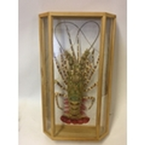 151A - Taxidermy Cased Lobster