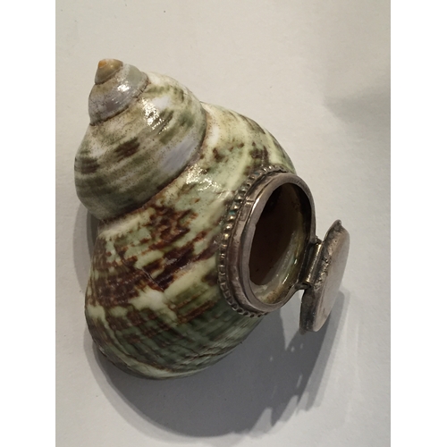 161 - Antique Snail Shell Snuff Mull With Silver Coloured Mounts.