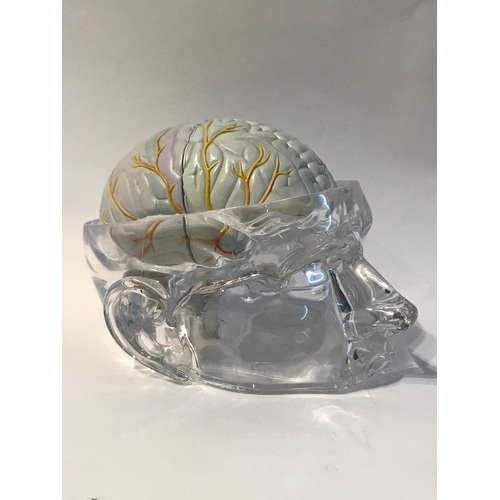 100 - Educational  Skull  Model With Internal  Brain Model