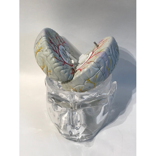 100 - Educational  Skull  Model With Internal  Brain Model