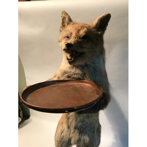 112 - Taxidermy Standing Fox With Tray Dumb Waiter  Stands 91cm High