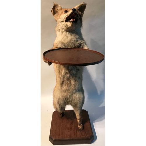 113 - Similar To Previous Lot Taxidermy Standing Fox With Tray Dumb Waiter  Stands 84cm High