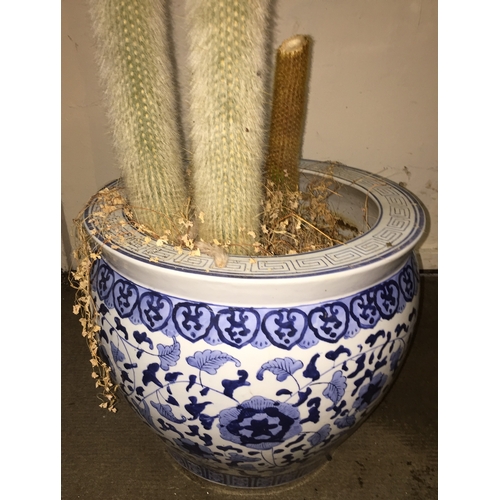 258 - Blue And White Ceramic Planter  With Cactus