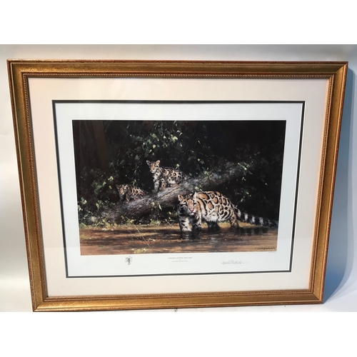 377 - Similar To Previous Lot Framed David Shepard  Print 'Clouded Leopard And Cubs' Measures 81x55cm