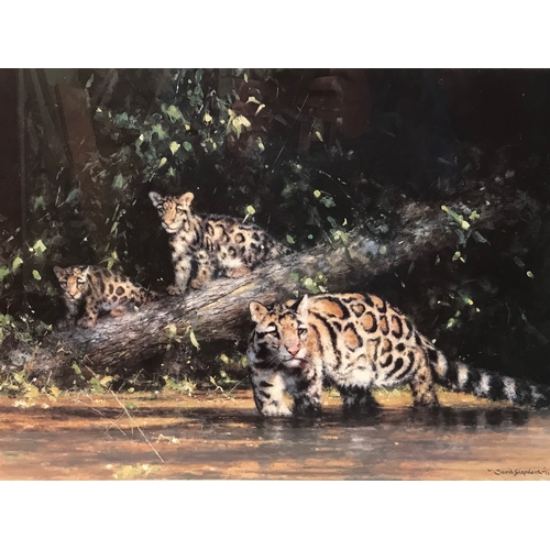 377 - Similar To Previous Lot Framed David Shepard  Print 'Clouded Leopard And Cubs' Measures 81x55cm