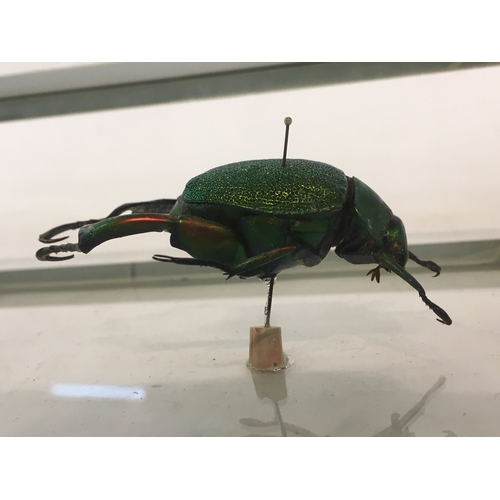 131 - 3 Taxidermy Beetles In Display Cabinet Measures 30x12cm