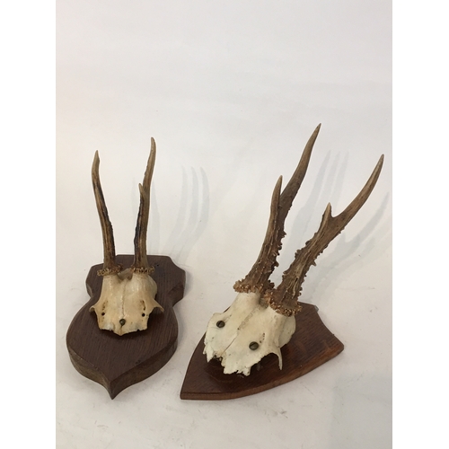 133 - 2 Taxidermy Deer Antlers On Plaques