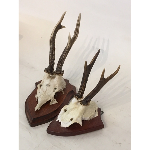 134 - 2 Taxidermy Deer Antlers On Plaques