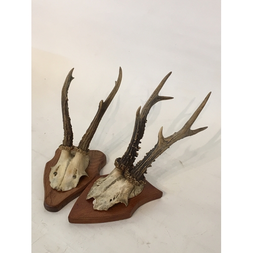 135 - 2 Taxidermy Deer Antlers On Plaques