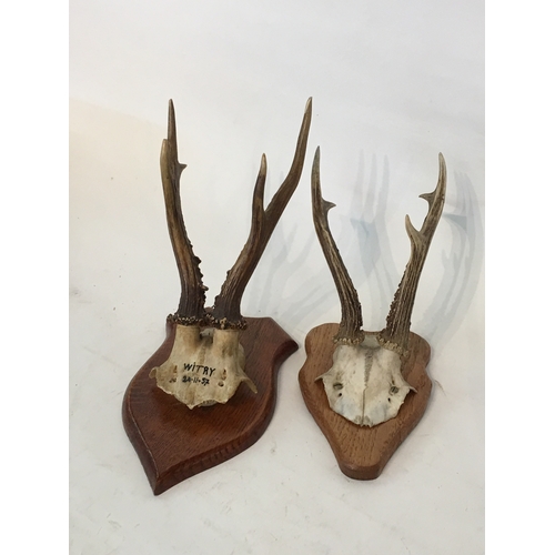 140 - 2 Taxidermy Deer Antlers On Plaques