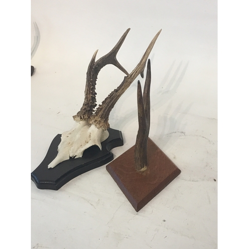 142 - 2 Taxidermy Deer Antlers On Plaques