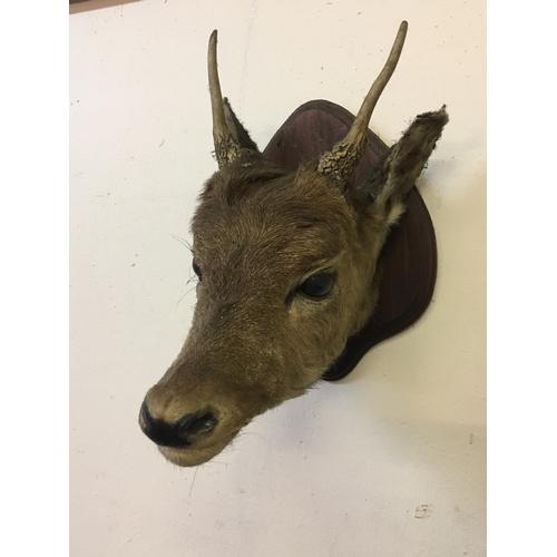 143 - Mounted Deers Head On A Wooden Plaque Measures 22x30x29cm