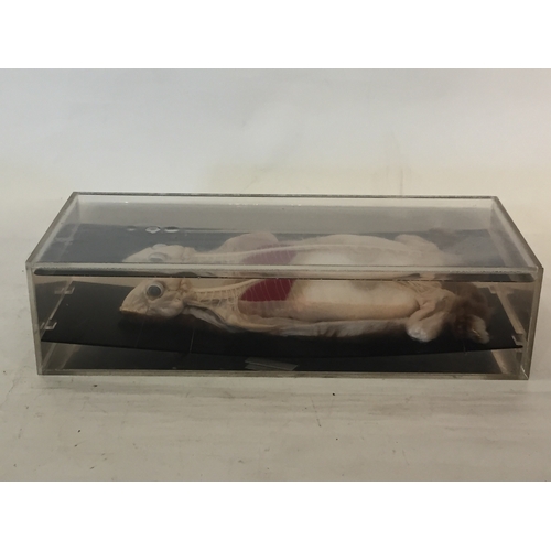 419 - Macabre Taxidermy Educational Cased Skinned Rabbit Showing The Central Nervous System.