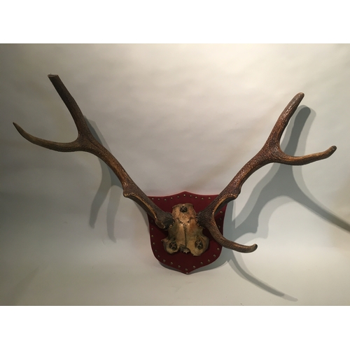 150 - Taxidermy Mounted Antlers