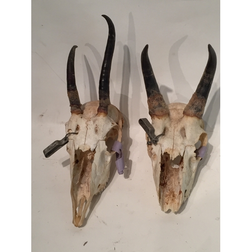 154 - 2 x taxidermy skulls