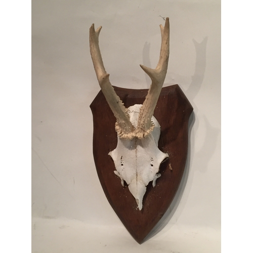 153 - Taxidermy Mounted deer antlers on plaque