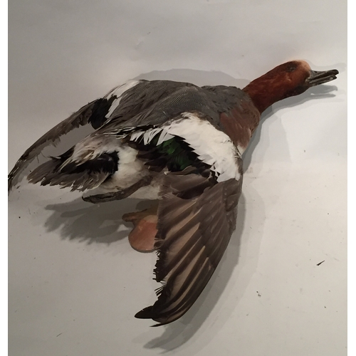 157 - Taxidermy Duck