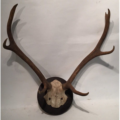 158 - Taxidermy Mounted Deer Antlers