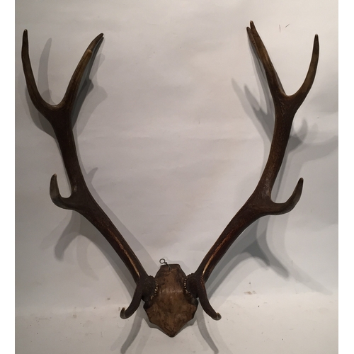 159 - Taxidermy Deer Antlers