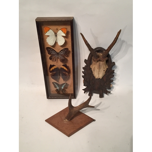 151 - Cased of 4 taxidermy butterflies along with deer antlers (3)